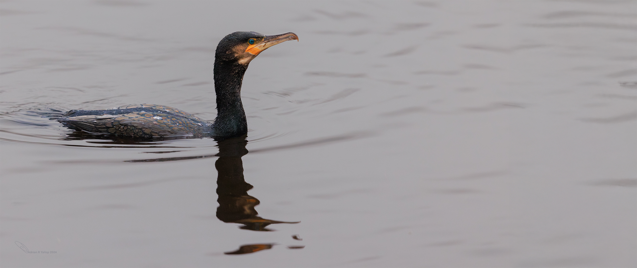 Phalacrocorax carbo